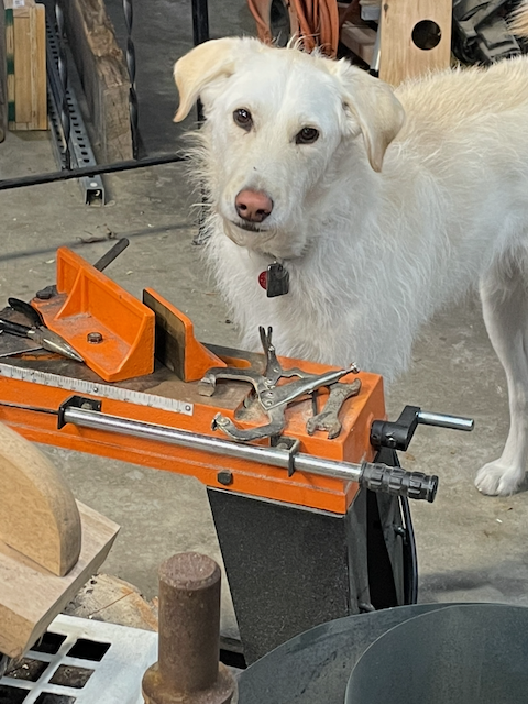 Auto-generated description: A white dog with a red collar stands next to an orange woodworking tool with clamps in a workshop.