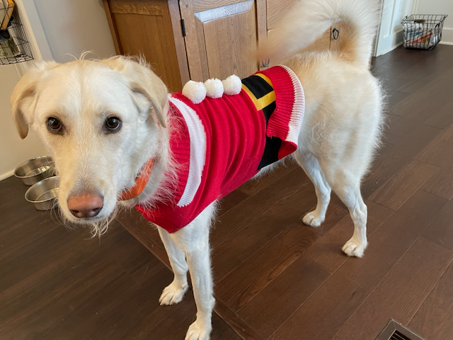 Auto-generated description: A light-colored dog is wearing a red sweater with white pom-poms and a black belt design, standing on a wooden floor indoors.
