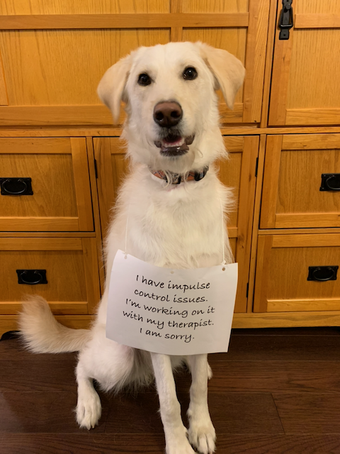 Auto-generated description: A white dog is sitting in front of wooden cabinets wearing a sign that reads, I have impulse control issues. I'm working on it with my therapist. I am sorry.