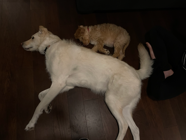 Auto-generated description: Two dogs, one large and white and the other small and curly-haired, are lying on a wooden floor next to a person sitting cross-legged.