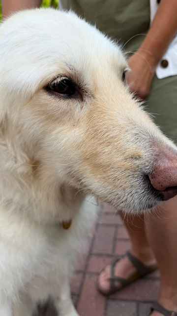 Auto-generated description: A close-up of a white dog with a person standing in the background on a brick pavement.