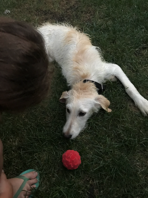 Auto-generated description: A dog is lying on the grass looking at a red ball while a person wearing flip-flops is nearby.