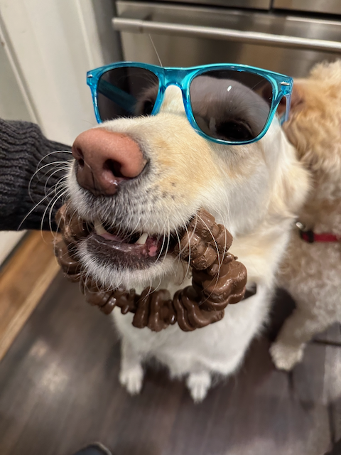 Auto-generated description: A dog wearing blue sunglasses is holding a chocolate-covered circular treat in its mouth.